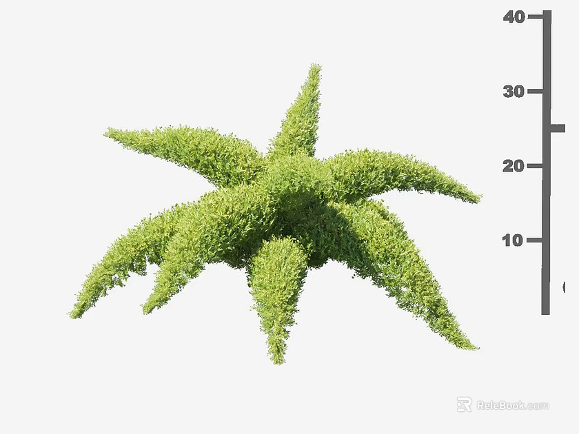 Star Shaped Shrub With Lush Green Foliage And Measured Size 3d model