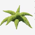 Star Shaped Shrub With Lush Green Foliage And Measured Size 3d model