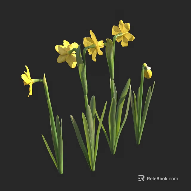 Yellow Daffodil Flowers in Vase with Green Stems and Leaves on Black Background 3d model 