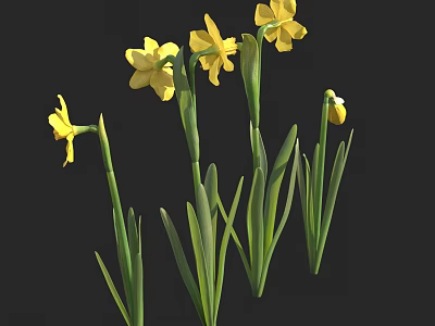 Yellow Daffodil Flowers in Vase with Green Stems and Leaves on Black Background 3d model