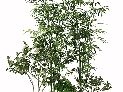 Tall Green Bamboo Plants With Lush Leaves And Small Surrounding Plants 3d model
