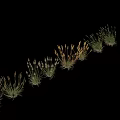 Various Ornamental Herbaceous Plants With Green Leaves And Slender Stems For Decoration