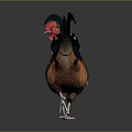 Vibrant Colored Rooster Standing With Red Comb And Colorful Plumage On Gray Background