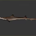 Brown Shark With Red Fins And Long Tail On Gray Background With Reflection 3d model