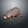 Dark Brown Beetle With Red Legs On Black Background Close Up View 3d model