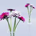 Pink White and Purple Daisies Arranged in Transparent Glass Vase for Home Decor