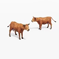 Two Brown Cows Standing On White Background Looking At Each Other 3d model