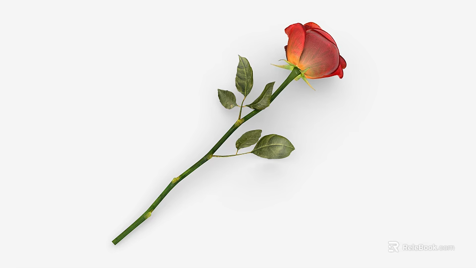 Beautiful Red Rose Plant With Green Stem And Fresh Leaves On White Background 3d model 