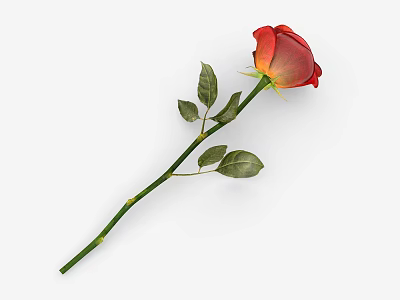 Beautiful Red Rose Plant With Green Stem And Fresh Leaves On White Background 3d model