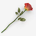 Beautiful Red Rose Plant With Green Stem And Fresh Leaves On White Background