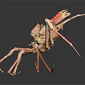 Giant Spider Crab With Long Legs Reddish Brown Spiky Exoskeleton On Black Background