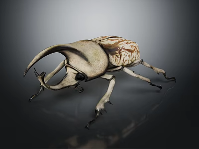 Rhinoceros Beetle With Large Curved Horn And Patterned Exoskeleton On Dark Reflective Surface 3d model