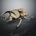 Rhinoceros Beetle With Large Curved Horn And Patterned Exoskeleton On Dark Reflective Surface