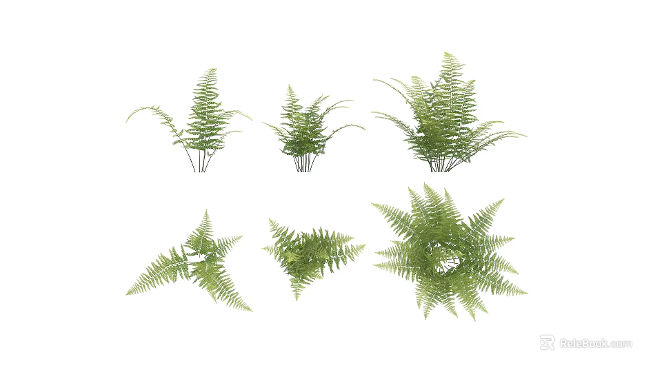 Various Decorative Green Fern Plants In Different Shapes For Home Decoration 3d model 