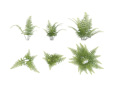 Various Decorative Green Fern Plants In Different Shapes For Home Decoration 3d model