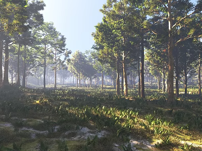 Arbor Trees In Lush Natural Forest With Sunlight And Green Grass Ground 3d model