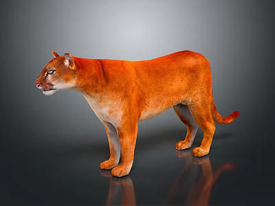Orange Red Puma Standing On Shiny Reflective Surface With Gray Gradient Background 3d model