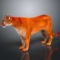 Orange Red Puma Standing On Shiny Reflective Surface With Gray Gradient Background 3d model