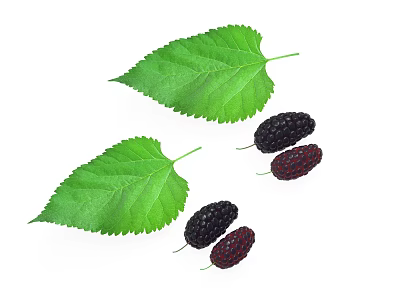 Fresh Ripe Black Mulberries with Green Leaves on White Background 3d model