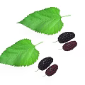 Fresh Ripe Black Mulberries with Green Leaves on White Background