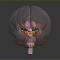 Medical Anatomical Device Transparent Brain Model With Colored Internal Structures For Education 3d model