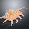 Orange and White Conch with Multiple Claw Like Appendages on Black Background 3d model