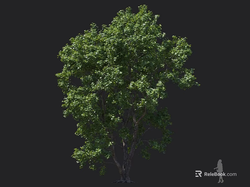 Tall Mature Tree With Lush Green Foliage Full Canopy And Strong Trunk For Outdoor Landscaping 3d model 