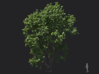 Tall Mature Tree With Lush Green Foliage Full Canopy And Strong Trunk For Outdoor Landscaping 3d model