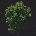 Tall Mature Tree With Lush Green Foliage Full Canopy And Strong Trunk For Outdoor Landscaping