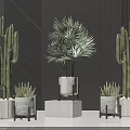 Potted Bonsai Cactus And Palm Like Plants In White Pots With Geometric Bases Dark Striped Decor