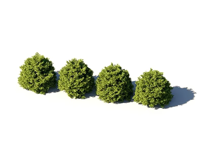 Four Trimmed Green Round Shrubs Arranged In Row For Garden Landscaping 3d model