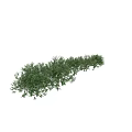 Different Sizes of Green Leafy Shrubs for Garden Landscaping and Outdoor Decoration