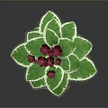 Potted Decorative Plant With Green Leaves White Edges And Red Flowers In Terracotta Pot