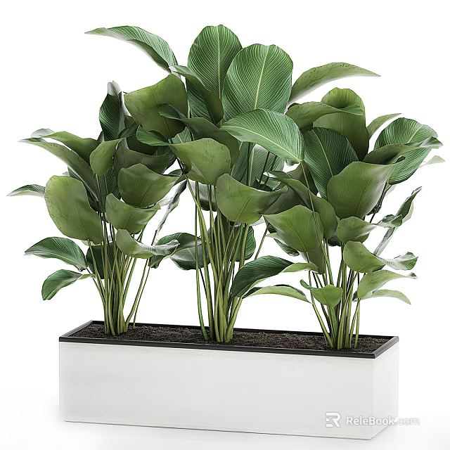 Potted Plants With Lush Green Leaves Multiple Stems In Black Rectangular Container Indoor Decor 3d model