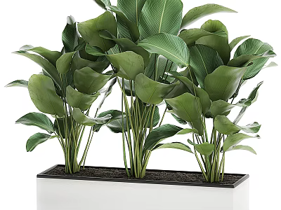 Potted Plants With Lush Green Leaves Multiple Stems In Black Rectangular Container Indoor Decor 3d model