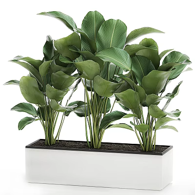 Potted Plants With Lush Green Leaves Multiple Stems In Black Rectangular Container Indoor Decor 3d model