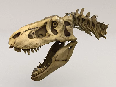 Dinosaur Skull Skeleton Display With Open Jaw And Vertebrae Bones 3d model