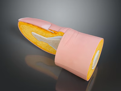 Anatomical Cross Section Model Displaying Layered Tissue With Pink Outer Yellow Inner And White Sections 3d model