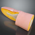 Anatomical Cross Section Model Displaying Layered Tissue With Pink Outer Yellow Inner And White Sections
