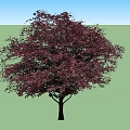 Two Arbor Trees With Dark Purple Foliage And Lush Canopy In Garden