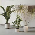 Various Types of Potted Plants in Stylish Ceramic Pots for Modern Interior Decor