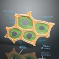 Plant Cell Structure Showing Cell Wall Protoplasm Vacuole And Cytoplasm With Thickened Corners