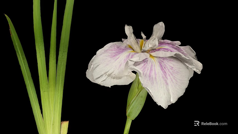 Blooming White Iris Flower With Purple Stripes And Green Long Leaves 3d model 