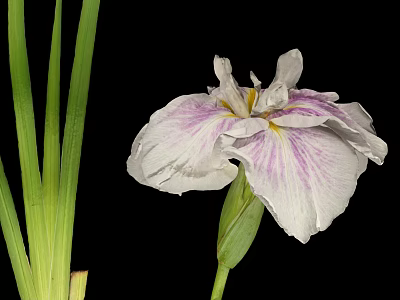 Blooming White Iris Flower With Purple Stripes And Green Long Leaves 3d model