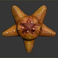 Starfish Red Starfish Bread Starfish Blue Starfish Sun Starfish Purple Starfish Grain Skin Tumor Starfish 3d model