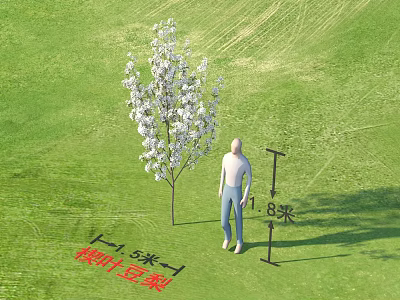 Cherry Leaf Pear Tree With White Flowers 1.8m Height 0.5m Diameter Beside Human Figure 3d model
