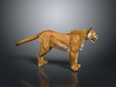 Realistic 3D Rendered Puma Figure In Standing Pose With Detailed Fur And Dark Background 3d model