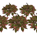 Vibrant Green And Red Leaf Plants In Lush Foliage Arrangement