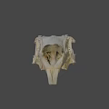 Detailed Animal Skull Specimen With Natural Bone Structure And Texture