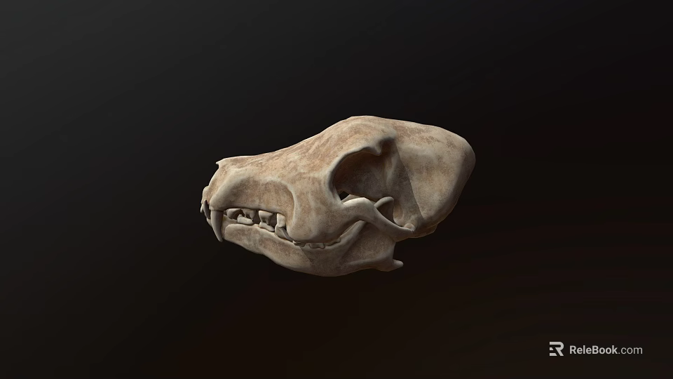 Natural Animal Skull With Detailed Bone Structure And Isolated Dark Background 3d model 